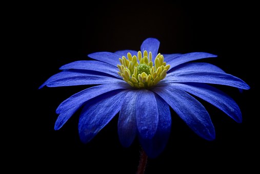 anemone blue flower bloom