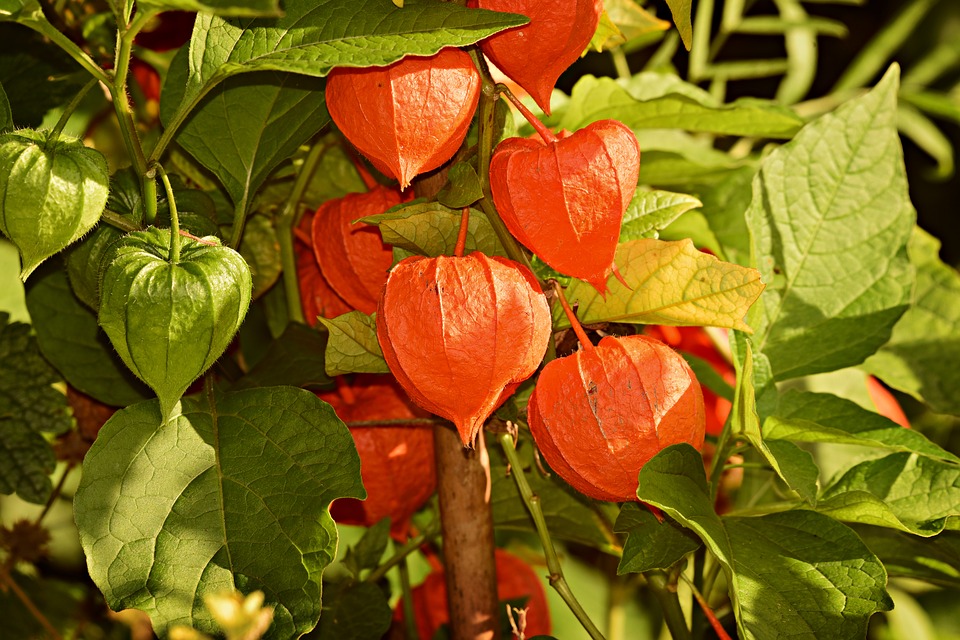 Chinese lantern plant Herbaceous