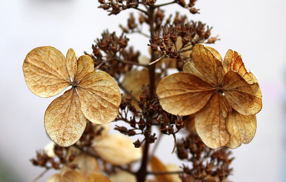 dry flowers with dead leaves
